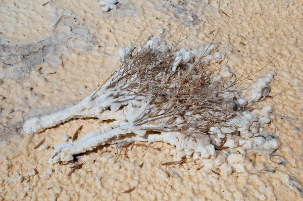 塩湖海岸における植物の固体塩化 — ストック写真