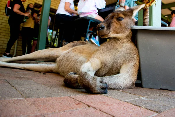 Kangaroo Resting Local Restaurant — Stock Photo, Image