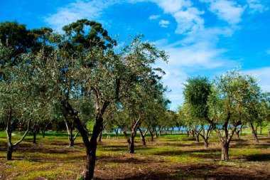 Olive Groves - Batı Avustralya