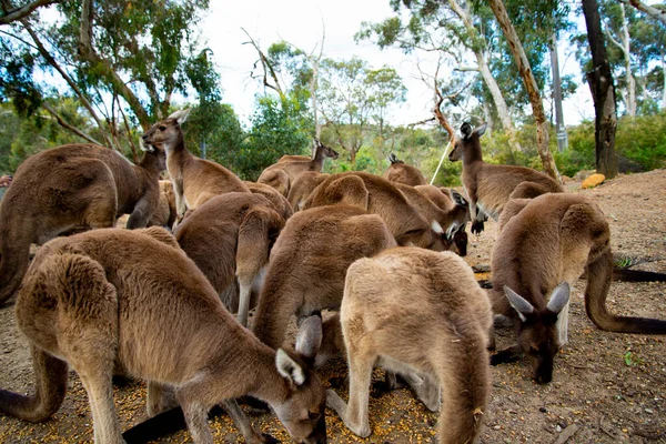 Kangaroos Feeding John Forrest National Park Western Australia — Stock Photo, Image