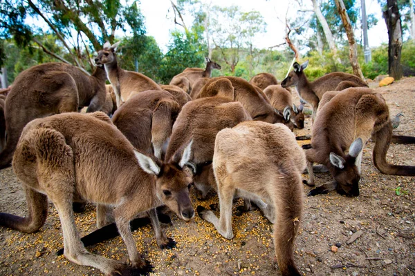 Kangaroos Feeding John Forrest National Park Western Australia — Stock Photo, Image