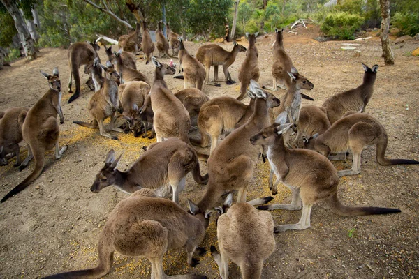 Kangaroos Feeding John Forrest National Park Western Australia — Stock Photo, Image