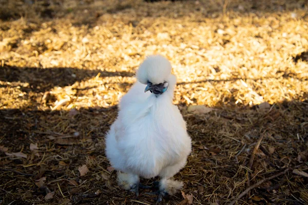 Pollo Silkie Free Range —  Fotos de Stock