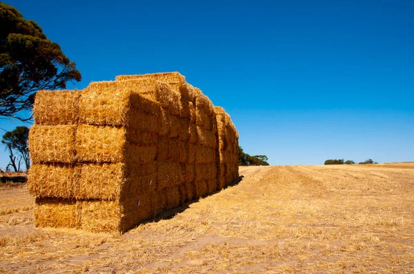 Straw Bales Field — Stock Photo, Image