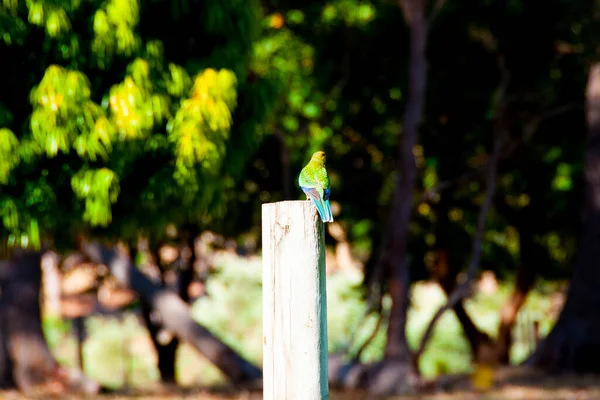 Pájaro Rosella Juvenil Naturaleza — Foto de Stock