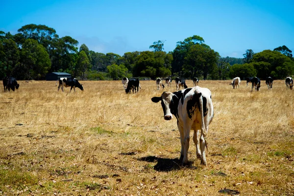 Holstein Cattle - Western Australia