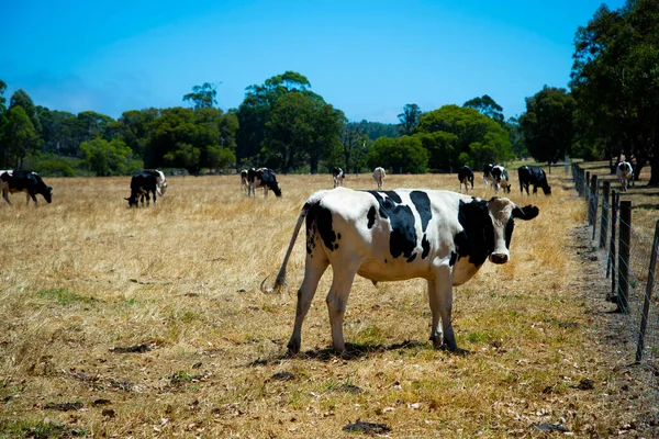 Holstein Cattle - Western Australia