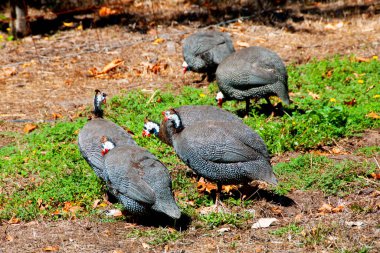 Serbest Gine Baykuşu - Avustralya
