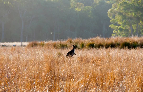 Wild Kangaroo Tall Grass — Stock Photo, Image