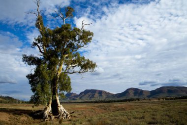 Cazneaux Ağacı - Çakmaktaşı Dağları - Avustralya