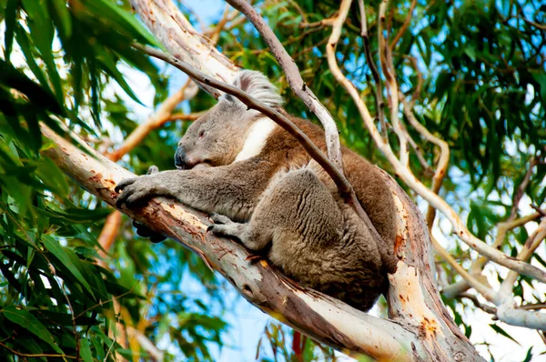 Wild Koala Kangaroo Island — Stock Photo, Image