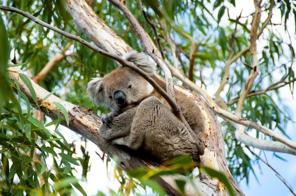 Vahşi Koala - Kanguru Adası