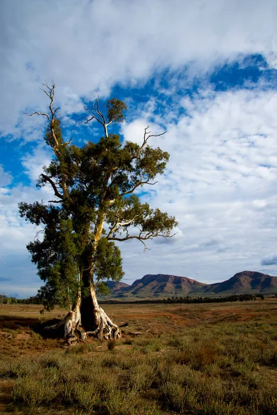 Cazneaux Tree Flinders Ranges Australië — Stockfoto