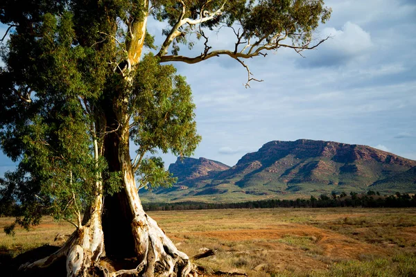 Cazneaux Tree Flinders Ranges Australië — Stockfoto