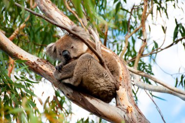 Vahşi Koala - Kanguru Adası