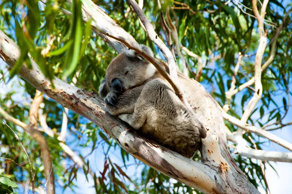 Wild Koala Kangaroo Island — Zdjęcie stockowe