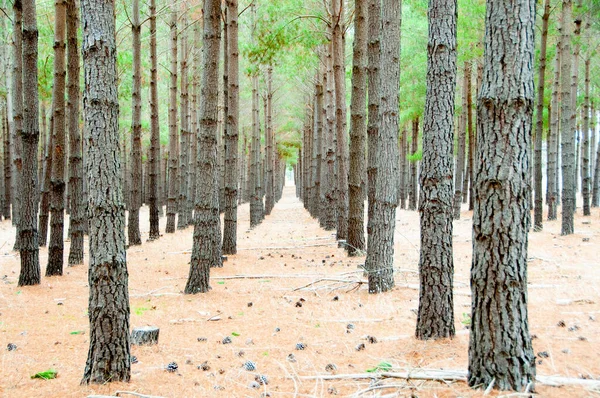 Radiata Pine Plantation Austrália Sul — Fotografia de Stock
