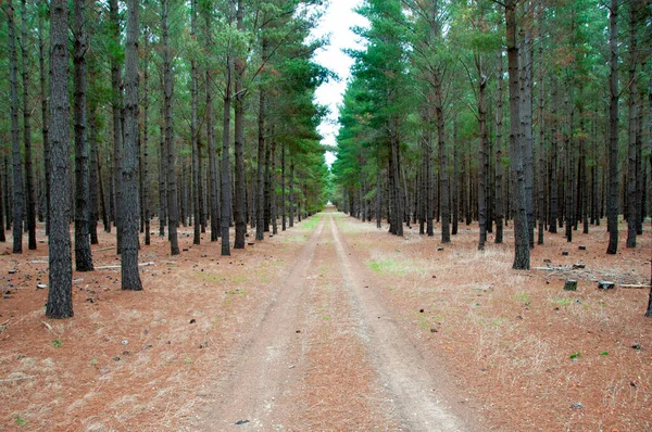 Radiata Pine Plantation Νότια Αυστραλία — Φωτογραφία Αρχείου