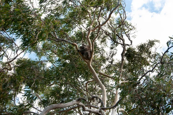 Wild Koala Kangaroo Island Royalty Free Stock Photos
