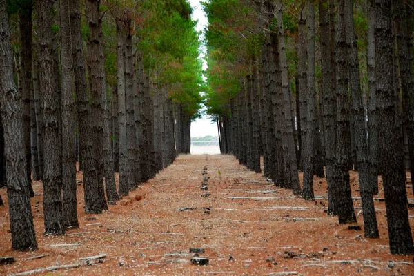 Radiata Pine Plantation Jižní Austrálie — Stock fotografie