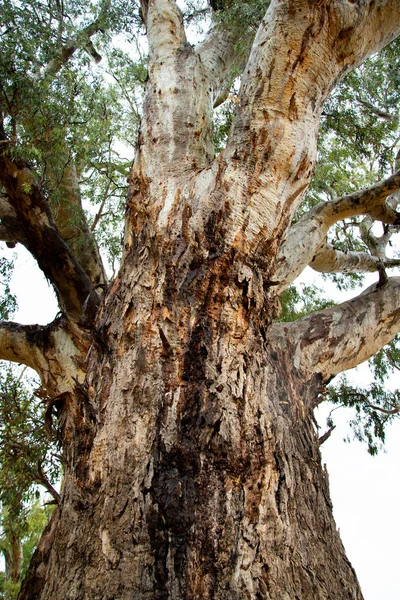 Gigante Albero Gomma Rossa Orroroo Australia — Foto Stock