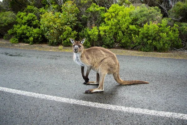 Känguru Unterwegs Känguru Island Australien — Stockfoto