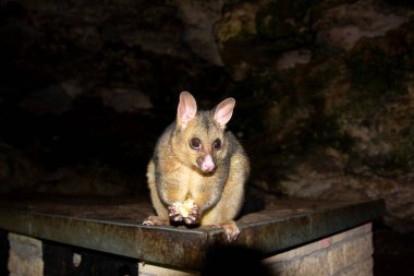 Banliyödeki Vahşi Sıçan
