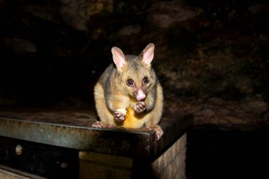 Banliyödeki Vahşi Sıçan