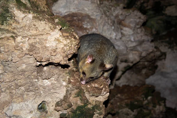 Possum Selvagem Nos Subúrbios — Fotografia de Stock