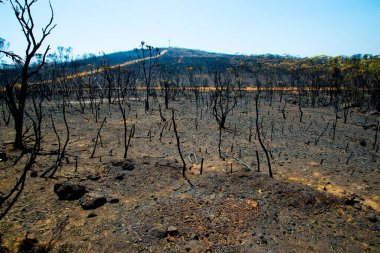 Avustralya 'da Bush Yangını Çevresel Hasar