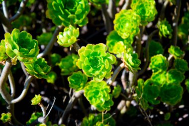 Aeonium Balsamiferum Yaban Bitkisi