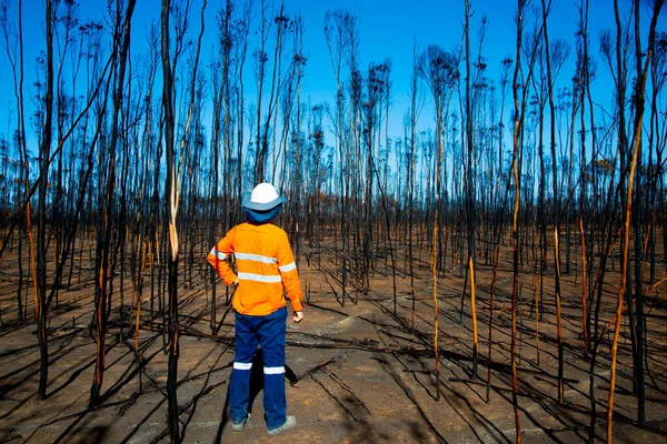 Bush Φωτιά Περιβαλλοντικές Ζημιές Στην Αυστραλία — Φωτογραφία Αρχείου