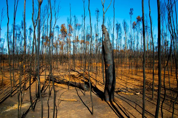 Bush Fire Szkody Środowiskowe Australii — Zdjęcie stockowe