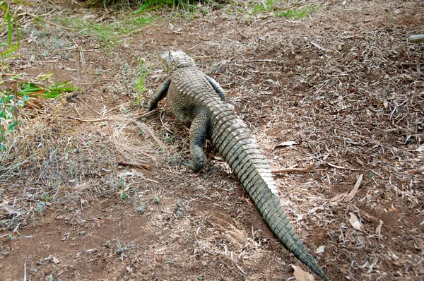 Alligator Einem Naturschutzpark — Stockfoto