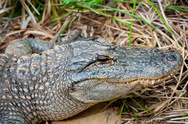 Alligator Einem Naturschutzpark — Stockfoto