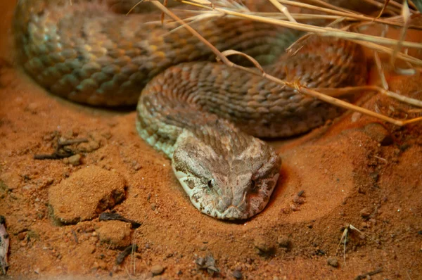 Death Adder Snake Austrália — Fotografia de Stock