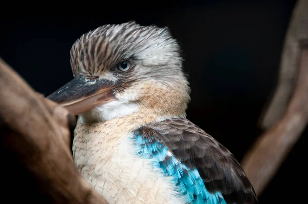 Kookaburra Alado Azul Una Rama —  Fotos de Stock