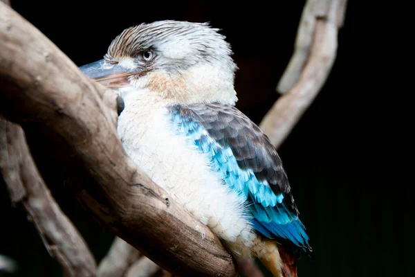 Kookaburra Alado Azul Una Rama —  Fotos de Stock