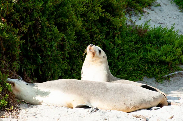 Seal Bay Conservation Park Kangaroo Island — Stock Photo, Image