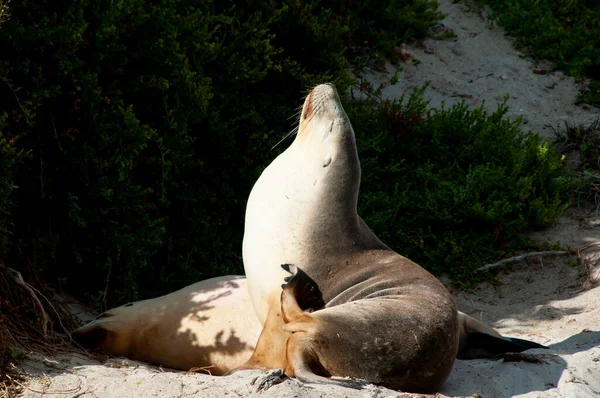 Seal Bay Conservation Park Kangaroo Island — Stock Photo, Image