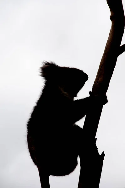 Silhouette Koala Tree — ストック写真