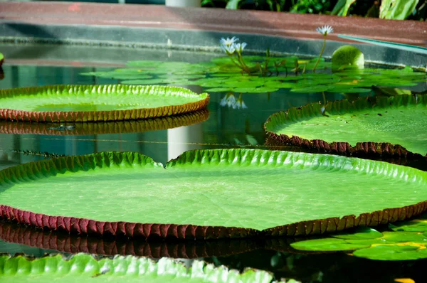 Amazonas Seerose Adelaide Botanic Garden — Stockfoto