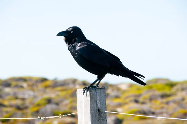 Australian Raven Park — Fotografia de Stock