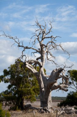 Dead Eucalyptus Tree - Australia