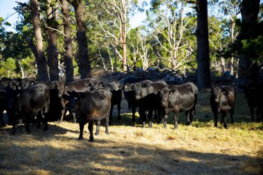Tarlada Sığır İneği