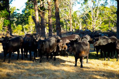 Tarlada Sığır İneği
