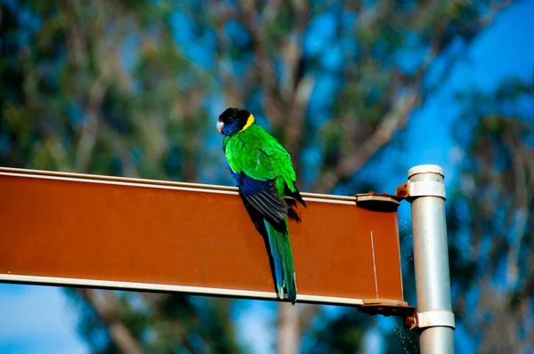 Australian Ringneck Parrot Western Australia —  Fotos de Stock