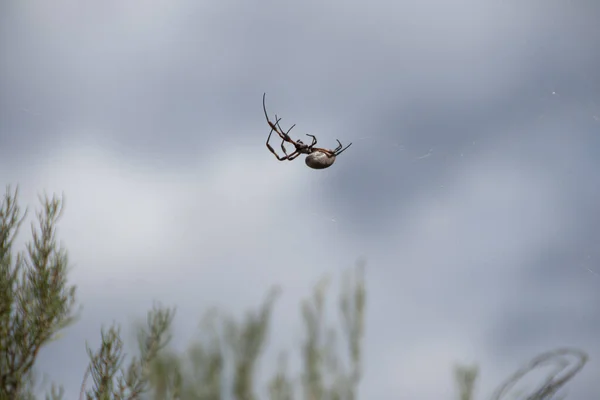 Golden Orb Spider South Australia — Fotografia de Stock