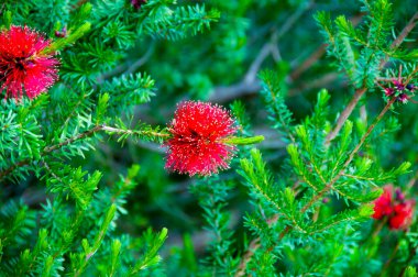 Callistemon Little John Bottlebrush Plant