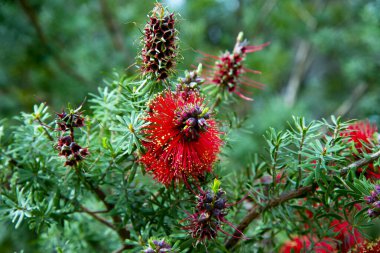 Callistemon Little John Bottlebrush Plant